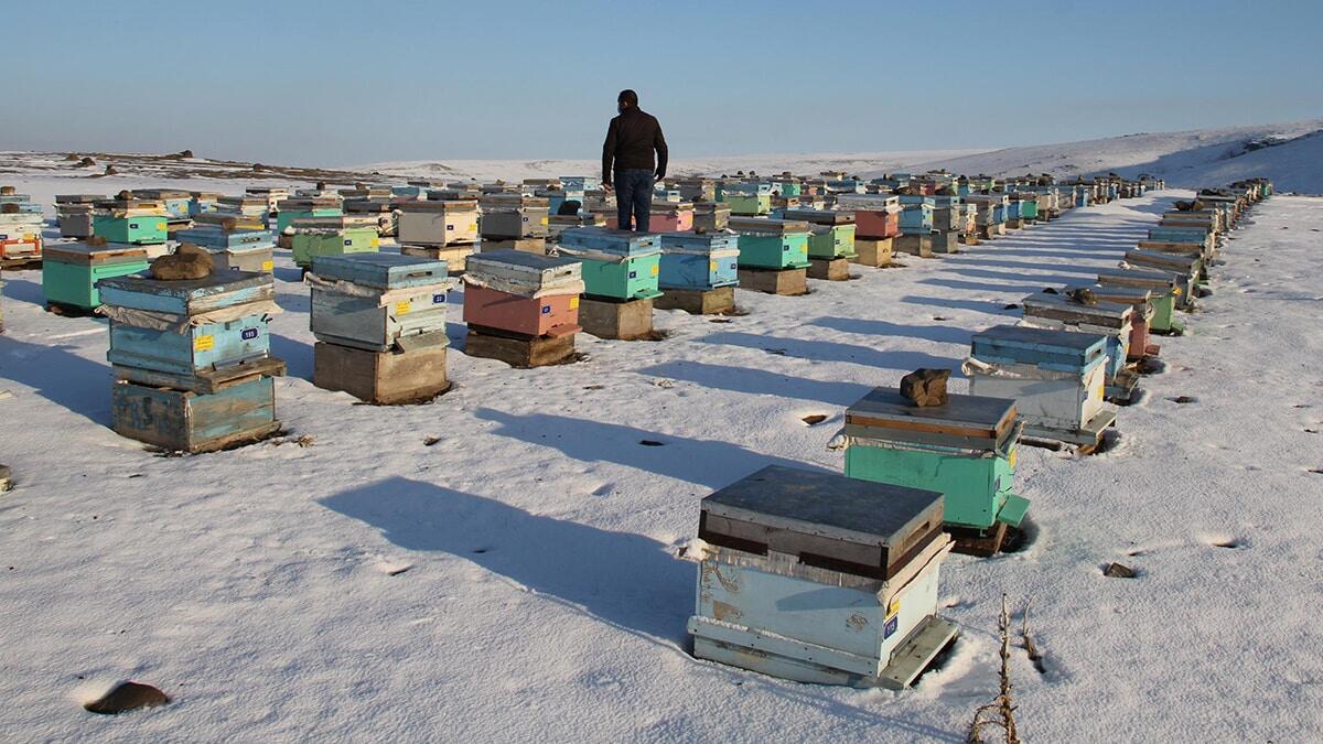 Arılarımızı çocuğumuz gibi besliyoruz