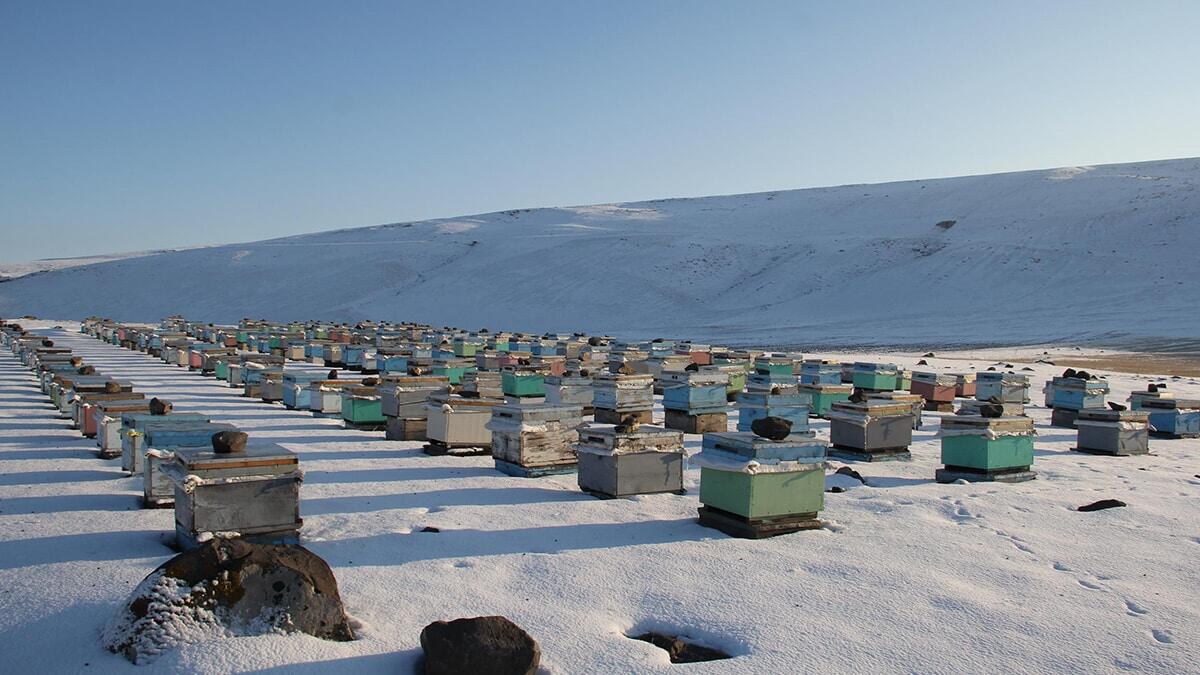 Aybek, Orijinal Kafkas arısı kesinlikle üşümez. Bizler arılarımızı çocuğumuz gibi besliyoruz. Kovanın üstüne strafor koyuyoruz ve bu şekilde daha iyi netice alıyoruz.