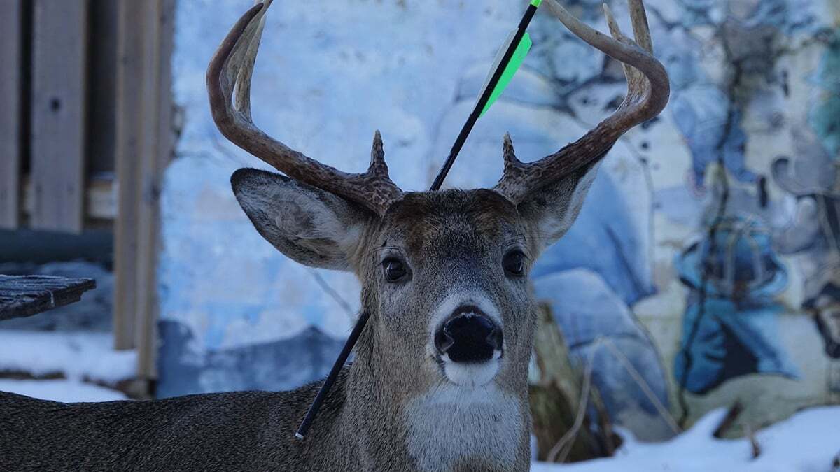 Kafasının ortasında okla yaşayan geyik