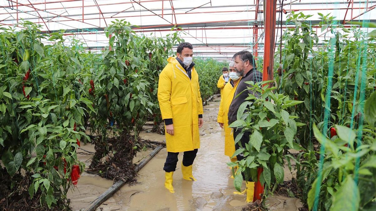 Sel ve su baskınında 70 dönüm alan zarar gördü