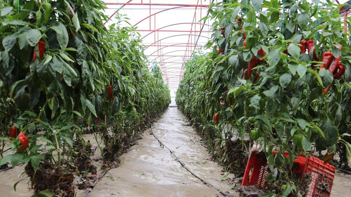 Sel ve su baskınında 70 dönüm alan zarar gördü