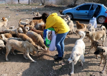 Sokak hayvanlarını nöbetleşe beslediler