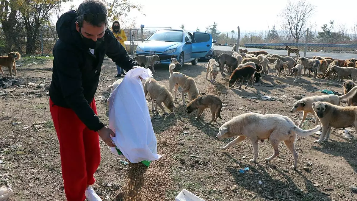 Edirne'de, hafta sonu sokağa çıkma kısıtlamasında hayvanseverler, sokak hayvanlarını aç kalmamaları için nöbetleşe besledi.