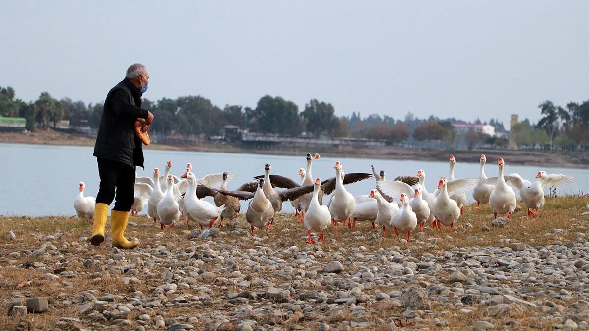 Hayvanların, ekmekten kapabilmek için adeta birbirleriyle yarışması, görenleri şaşırttı.