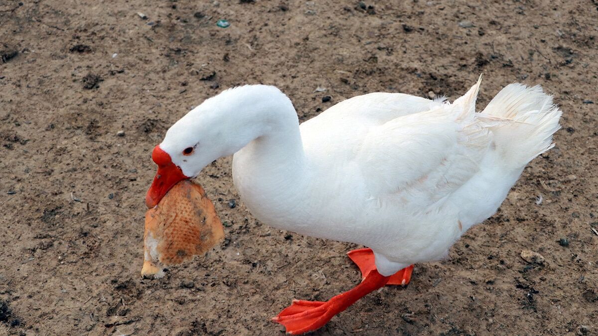 Kaz martı ve ördeklerin ekmek mücadelesi