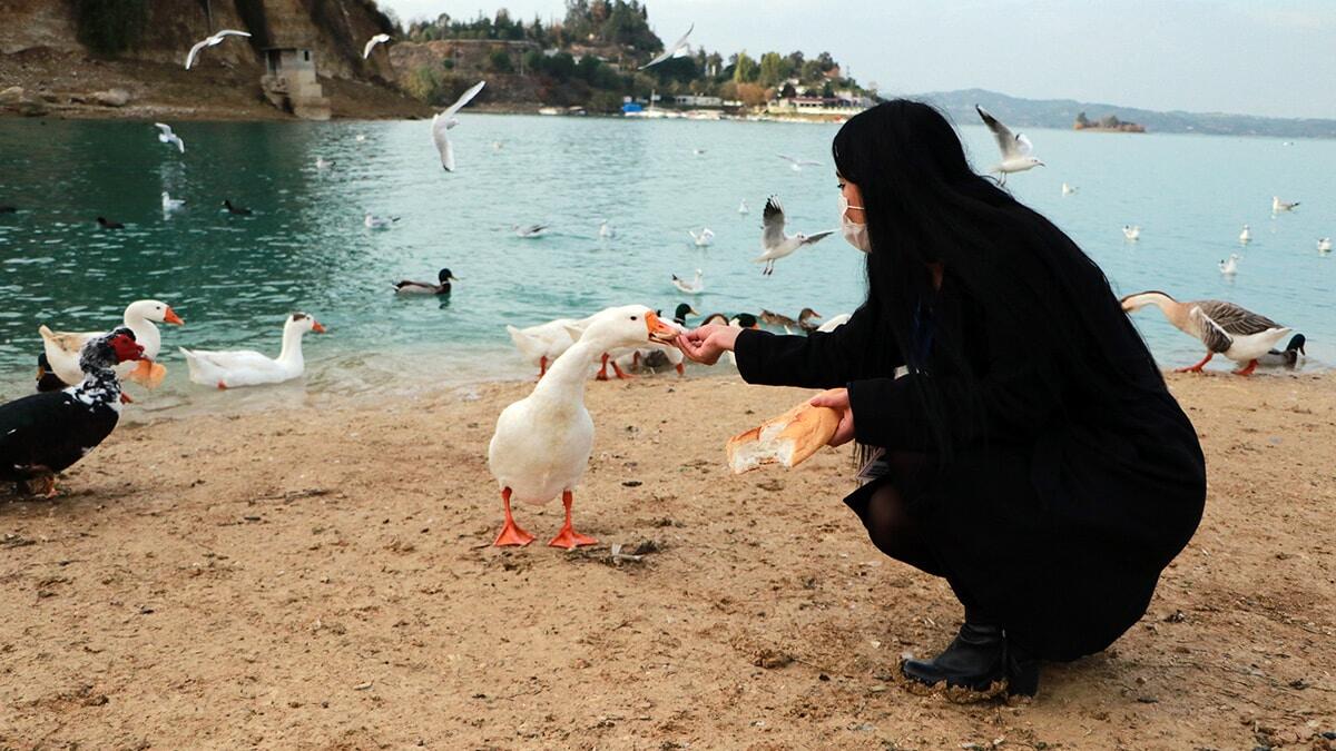 Kaz martı ve ördeklerin ekmek mücadelesi