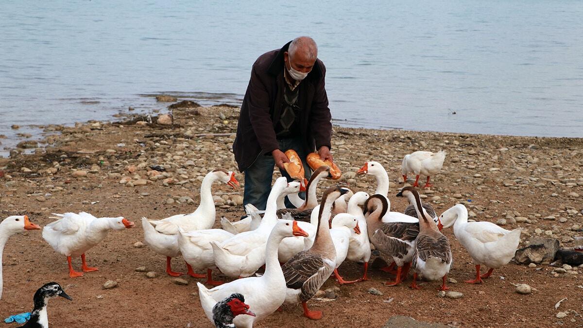 Kısıtlama öncesi piknikçilerden ve restoranlardan kalan yemek artıklarıyla beslenen Seyhan Gölü’nde yaşayan kaz martı ve ördekler, şimdilerde çevredeki bir esnafın çuvalla getirdiği ekmekle karınlarını doyuruyor.