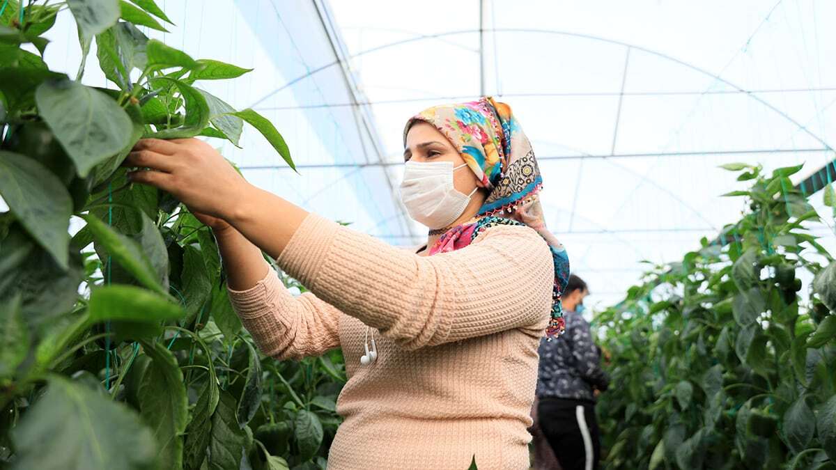 Koronavirüs vaka sayısı iki katına çıkan, yoğun bakım yatak kapasitesinin ise yüzde 71'i dolan Antalya'da kısıtlamadan muaf üretici, serasında maske, mesafe ve hijyen kurallarına uyarak çalıştı.