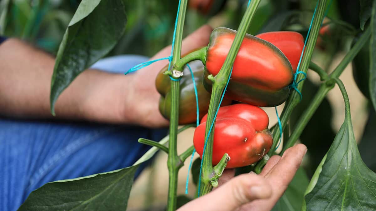 Üretici maske, mesafe ve hijyen kurallarına uyarak çalıştı