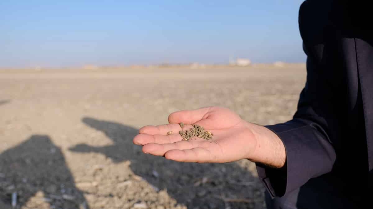 Konya Ovası'na son günlerde düşen yağışlar sevindirdi