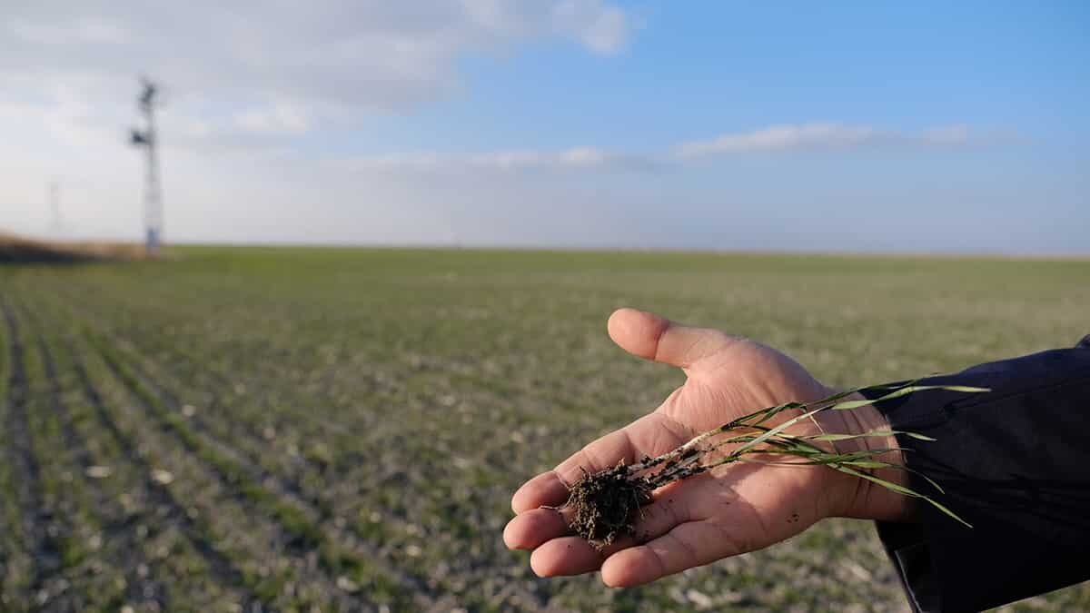 Konya Ovası'na son günlerde düşen yağışlar sevindirdi