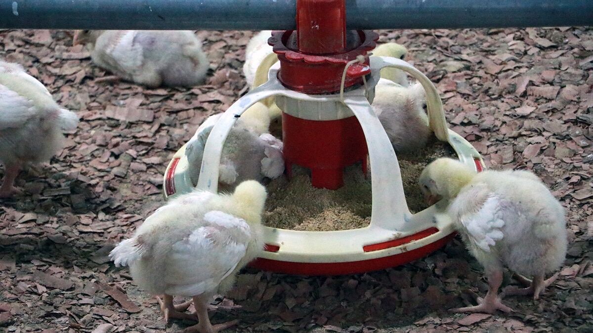 Köse, Aşının şu an için tek dezavantajı var, o da ne kadar süre bağışıklık sağlayacağını öngörememektir. Aşıdan korkmayın bu virüsle mücadelemizi sürdürelim" diye konuştu.