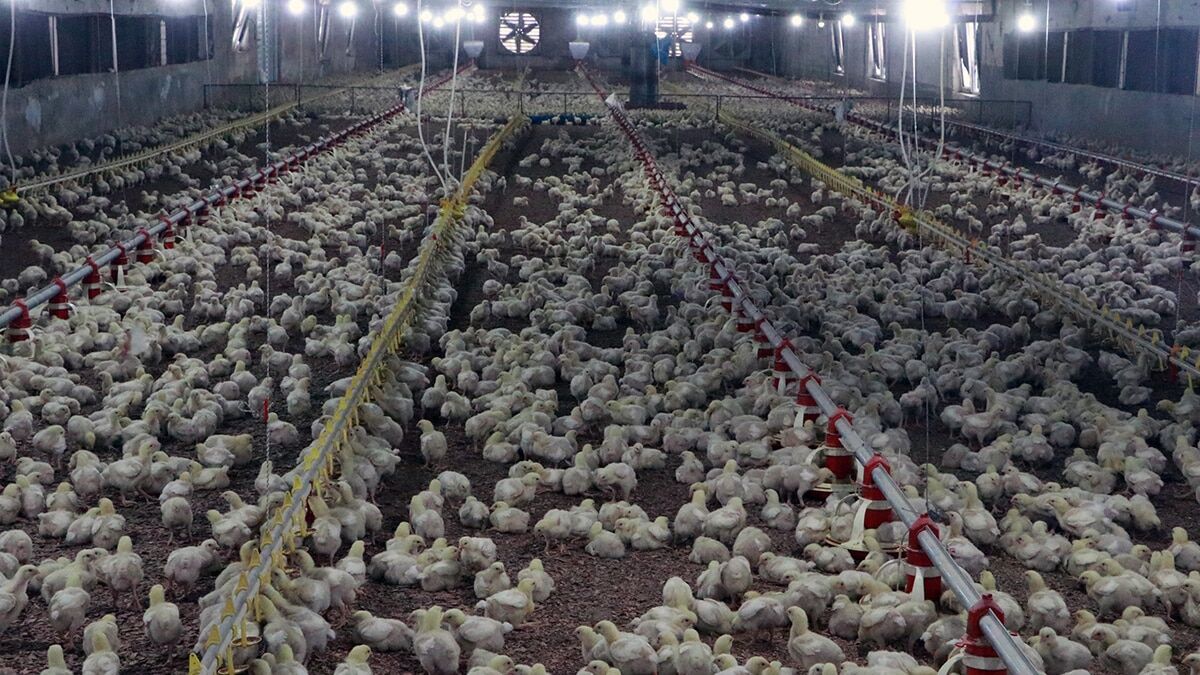 Köse: Aşıdan korkmayın