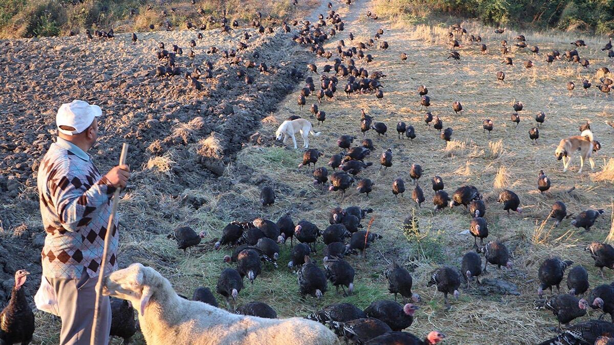 Yılbaşı öncesi hindilere yoğun ilgi