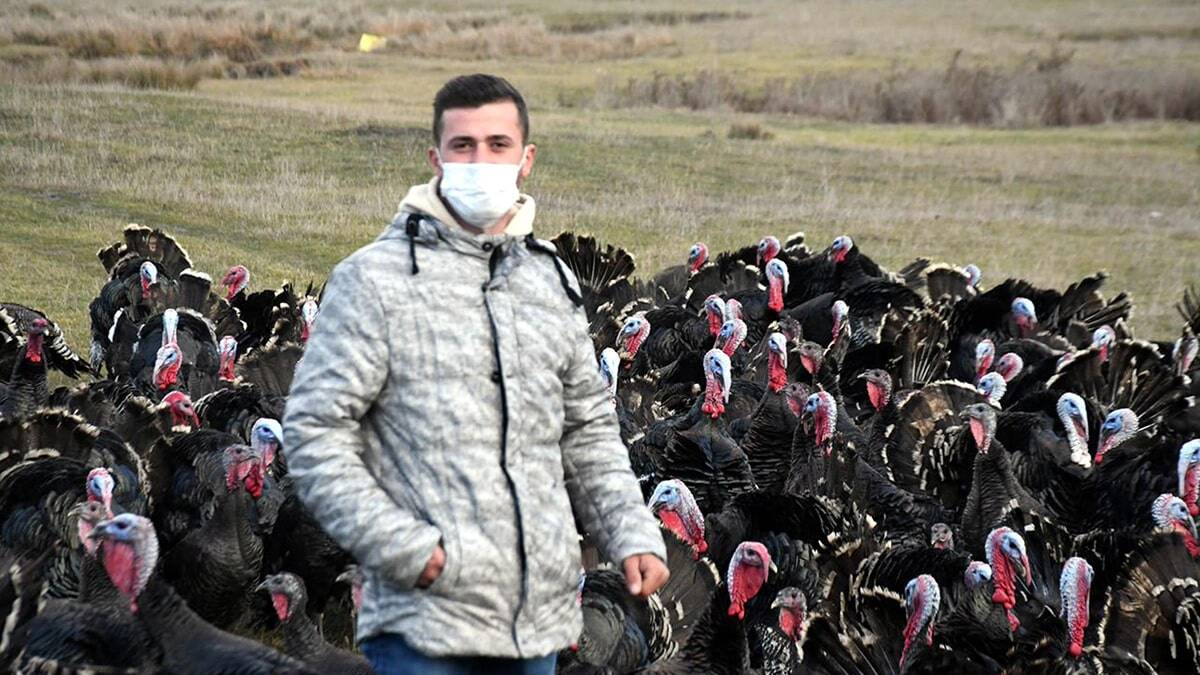 Tekirdağ'ın Hayrabolu ilçesinde hindi besiciliği yapan Egemen Çetin, yılbaşı öncesi hindilere yoğun ilgi olduğunu belirterek, 3 bin 800 hindisinden bin 500'ünü sattığını söyledi.