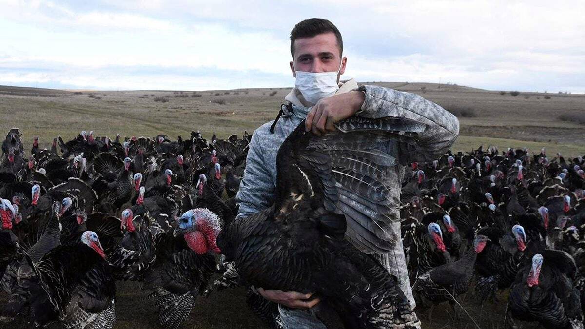 Yılbaşı öncesi hindilere yoğun ilgi