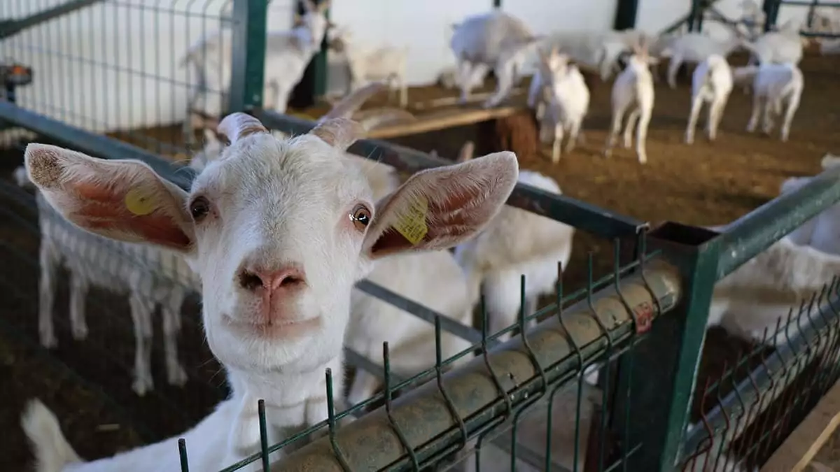 Koronavirüse karşı etkili keçi sütüne talep arttı