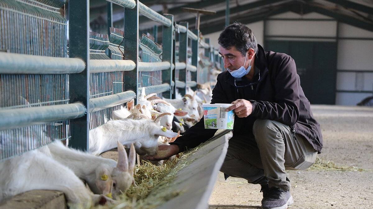 Türk bilim insanlarının yaptıkları araştırmada koronavirüse karşı etkili keçi sütünde bulunan bir proteinin ortaya çıkması, talebi artırdı.