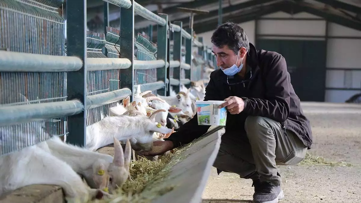 Türk bilim insanlarının yaptıkları araştırmada koronavirüse karşı etkili keçi sütünde bulunan bir proteinin  ortaya çıkması, talebi artırdı.