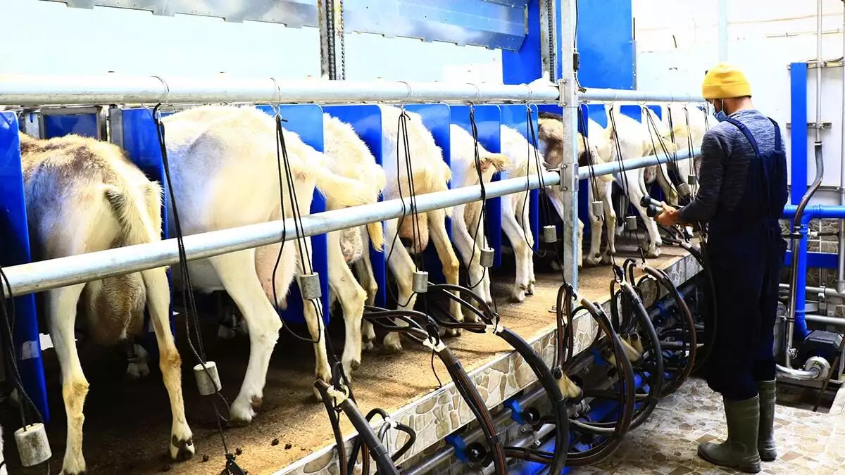 Koronavirüse karşı etkili keçi sütüne talep arttı