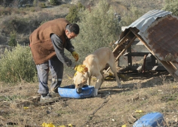 Koronavirüsten kaçtı, köy hayatını tercih etti