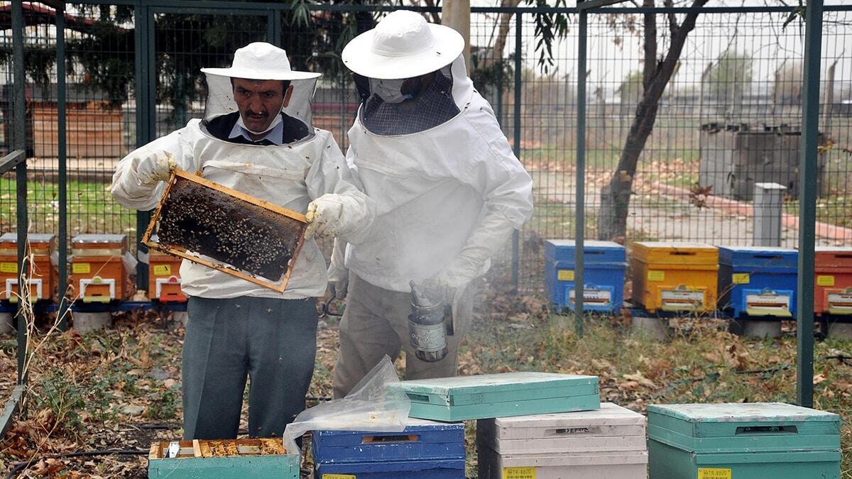 Osmaniye Arı Yetiştiricileri Birliği Başkanı Emin Gaffaroğlu, havaların kurak gitmesi dolayısıyla bal üretiminde düşüş yaşandığını belirtti.