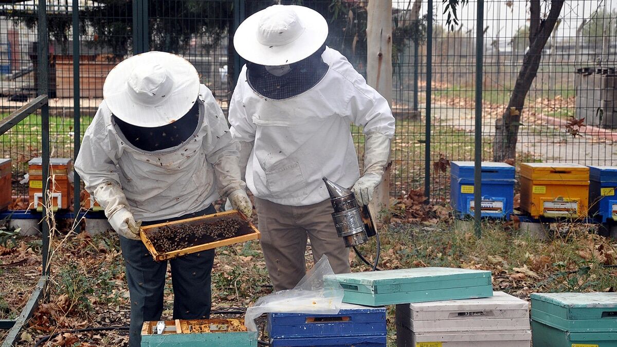 Kuraklık nedeniyle bal üretiminde düşüş yaşandı