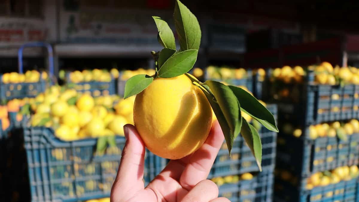 Halde 1 liraya markette yaklaşık 5 liraya satılıyor