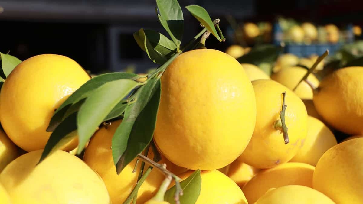 Halde 1 liraya markette yaklaşık 5 liraya satılıyor