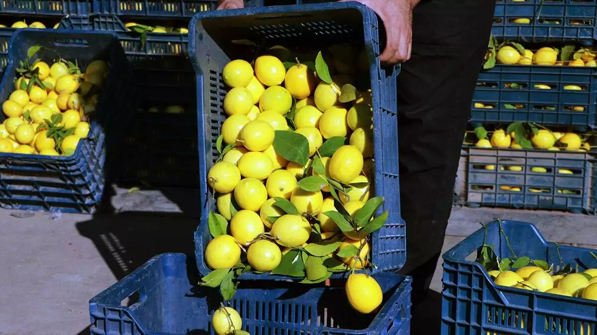 Adana'da, hasat zamanı olan limonun kilosu, halde 1 liraya, markette ise yaklaşık 5 liraya satılıyor.