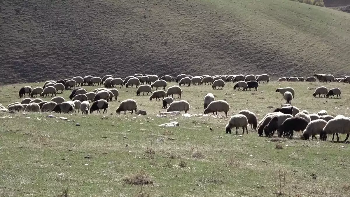 Muş'ta havaların soğumasıyla birlikte besiciler, küçükbaş hayvanlarını havaların daha sıcak olduğu illere götürmeye başladı.