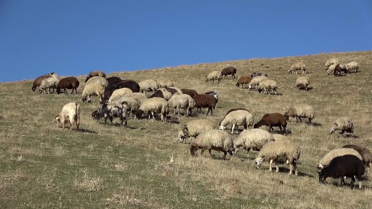 Besiciler sıcak bölgelere göç etmeye başladı
