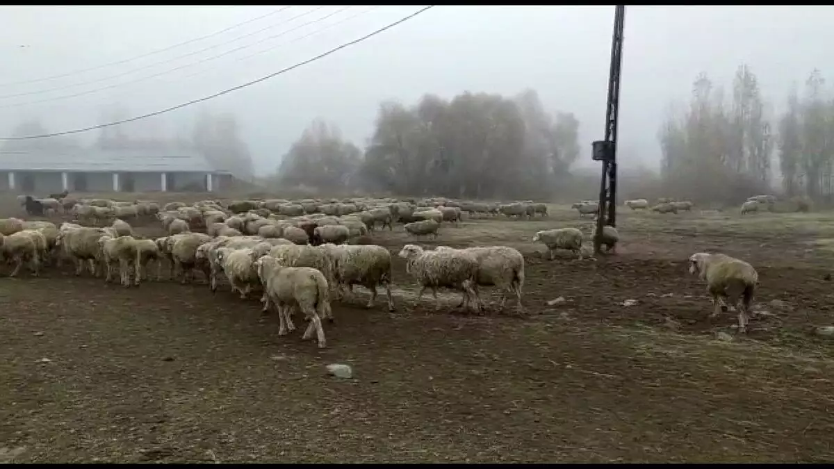 Besiciler sıcak bölgelere göç etmeye başladı