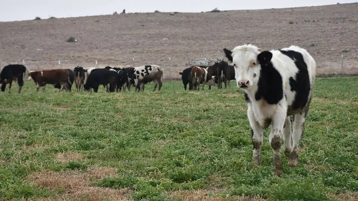 5 bin büyükbaşla hayvan çiftliği kurdu