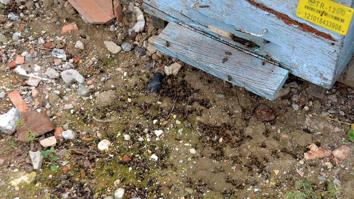Adana'da suyu çekilen Seyhan Nehri'nin kıyısında bulunan 3 bine yakın kovanda on binlerce arı öldü.