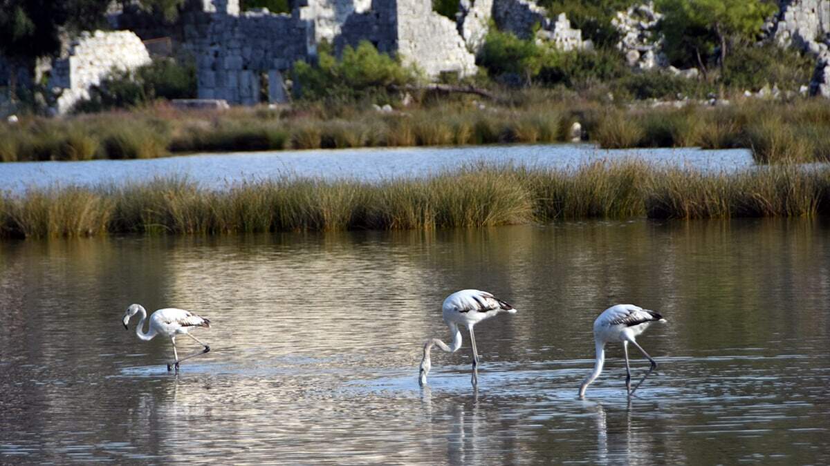 Antalya'nın Demre ilçesindeki Noel Baba Kuş Cenneti'nde, soğuk havanın etkisini gösterdiği bölgelerden göç eden kuşlarla yoğunluk yaşanmaya başladı.