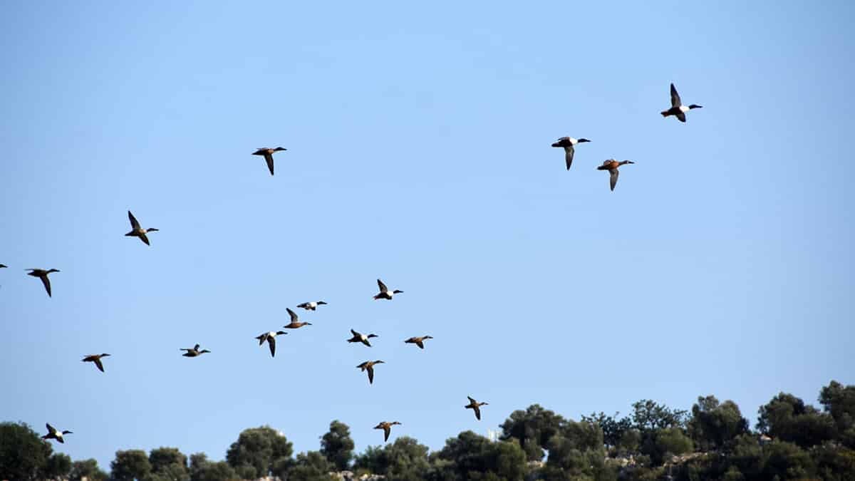 Noel Baba Kuş Cenneti'nde 150 kuş türü var
