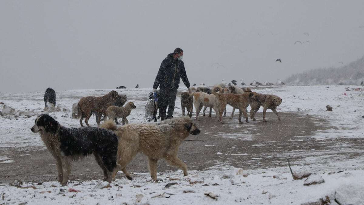 Tüm boş vakitlerini sokak hayvanlarına ayırıyor