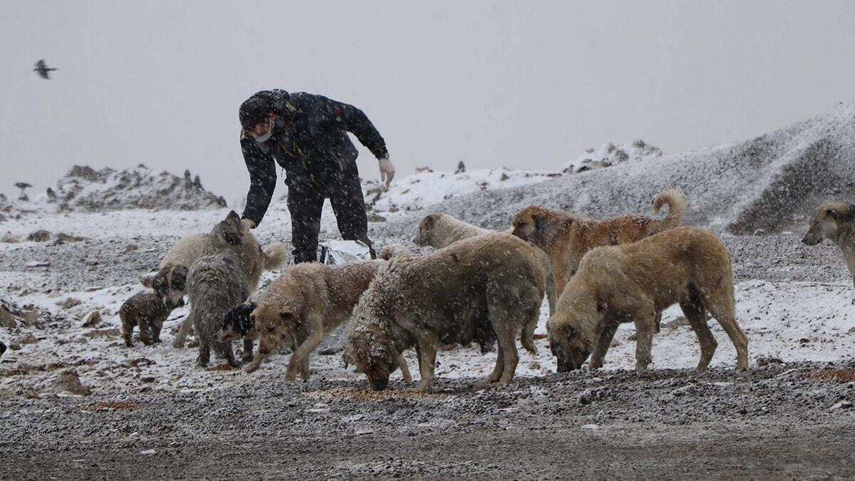 Van Yüzüncü Yıl Üniversitesi (Van YYÜ) Güzel Sanatlar Fakültesi Dr. Öğretim Üyesi Savaş Onur Şen, tüm boş vakitlerini sokak hayvanlarına ayırıyor.