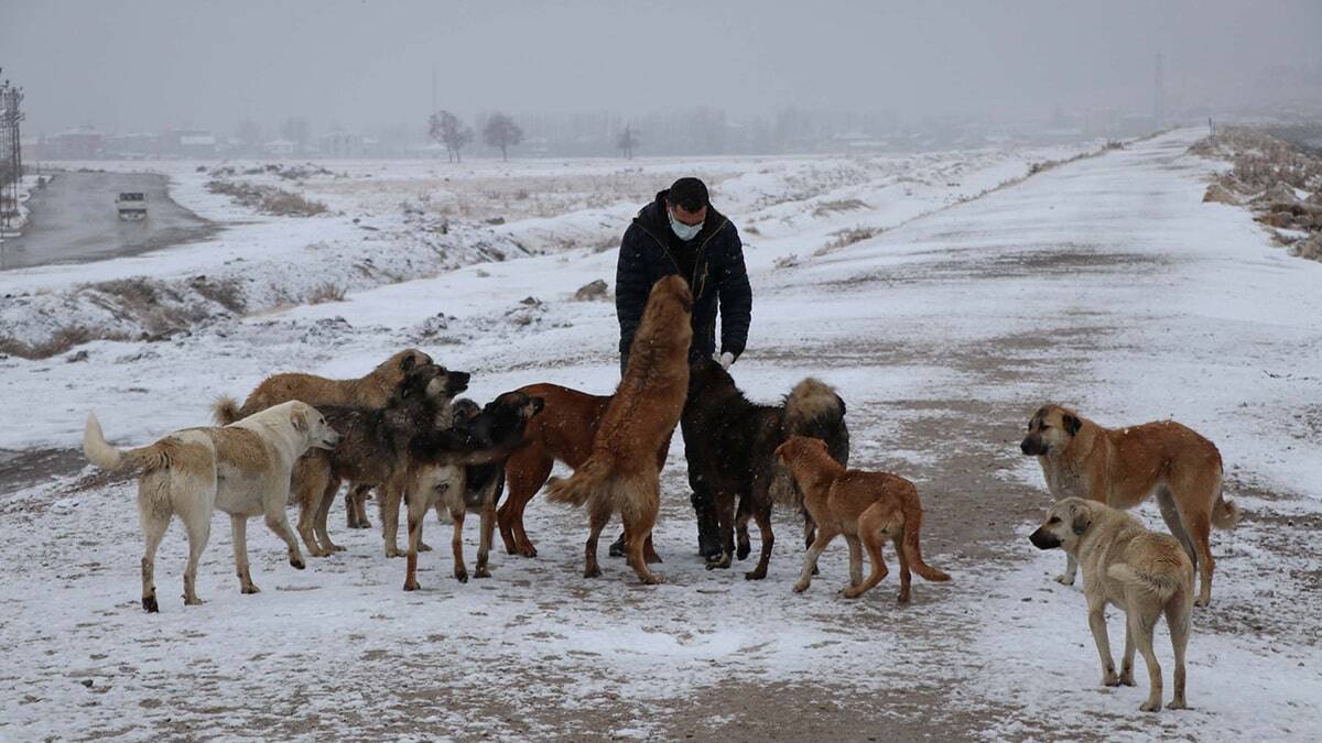 Tüm boş vakitlerini sokak hayvanlarına ayırıyor