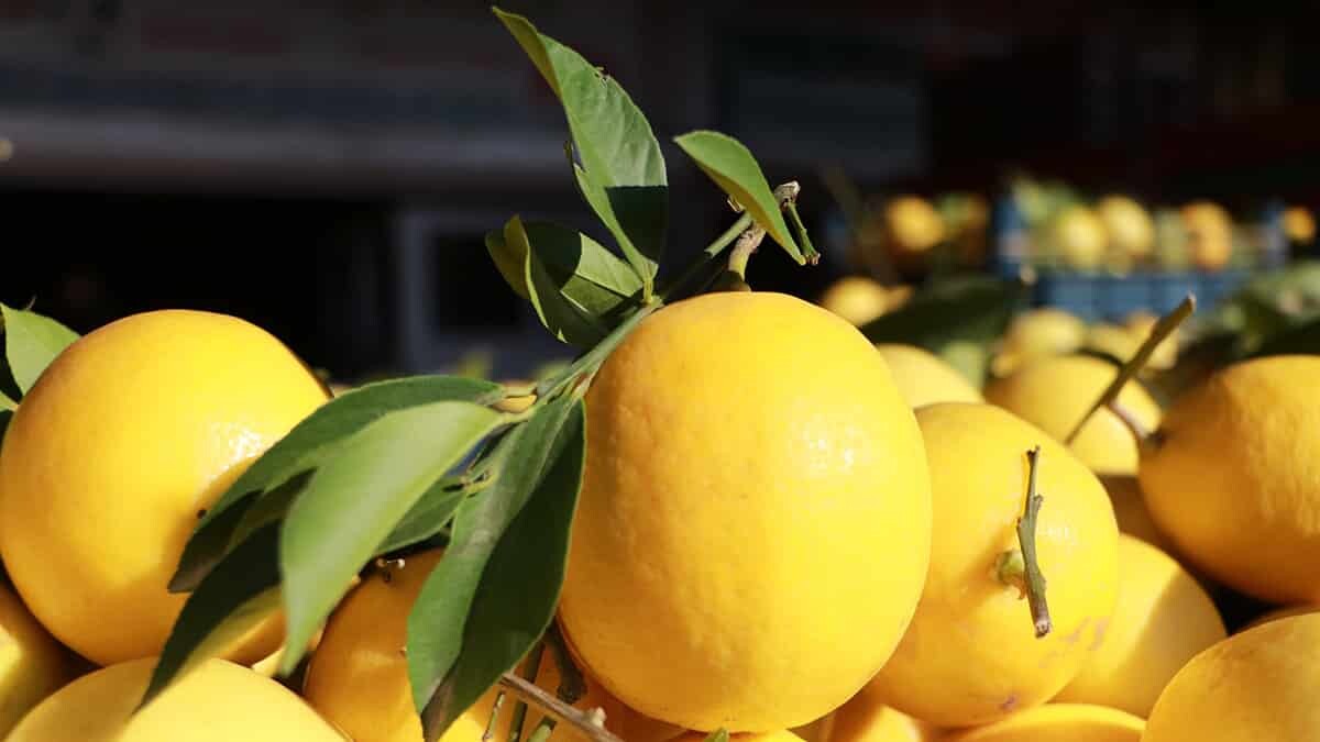 Okaliptüs ve limon yağları, Kovid-19'a karşı koruyucu