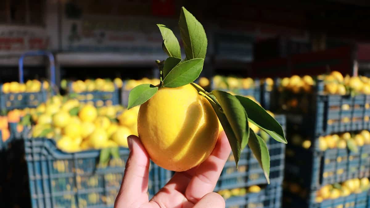 Hindistan ve Tayvan’da bilim insanlarının yaptığı araştırmaya göre, ıtır, okaliptüs ve limon yağları, Kovid-19'a karşı koruyuculuk sağlıyor. Etkisi kanıtlanmış bu yağlar, maske kenarına damlatılarak da kullanılabilir.