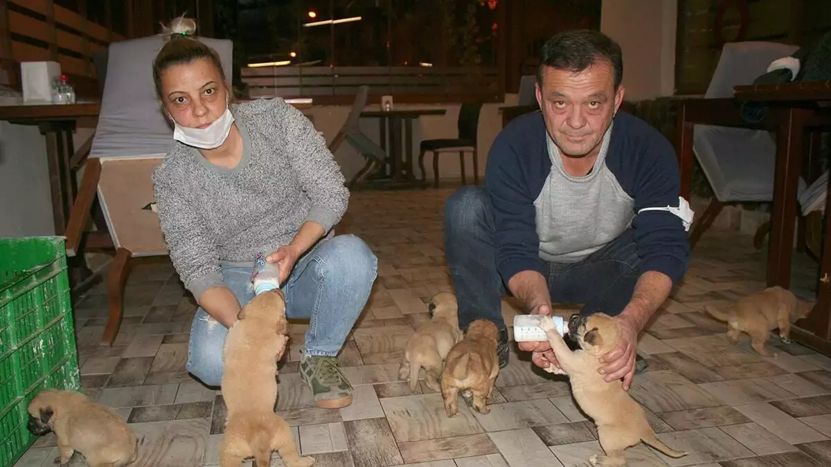 Ölüme terk edilen 7 yavru köpeğe sahip çıktı