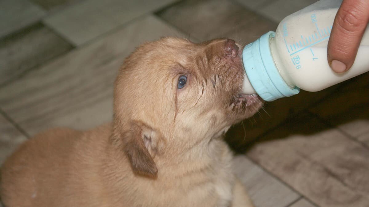 Ölüme terk edilen 7 yavru köpeğe sahip çıktı
