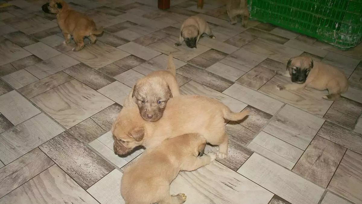 Karınları doyurulup, bir süre restoranda bakılan köpekler, barınağa teslim edildi.