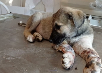 Garip, otomobil çarpması sonucu ağır yaralandı