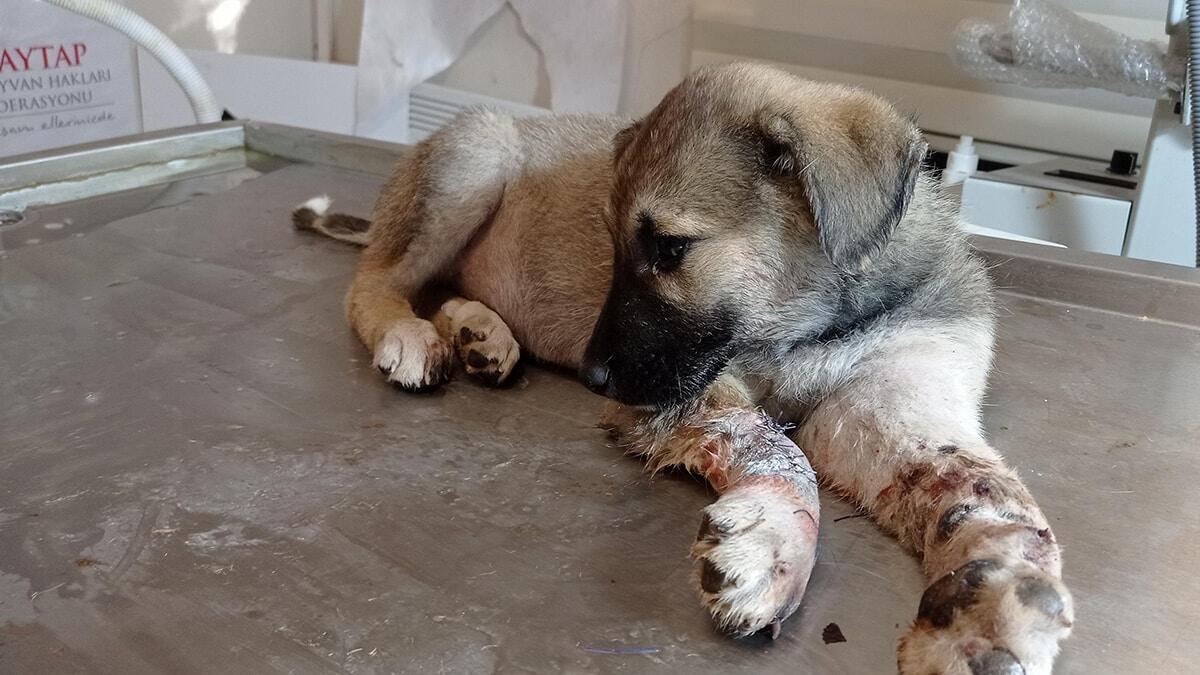 Garip, otomobil çarpması sonucu ağır yaralandı