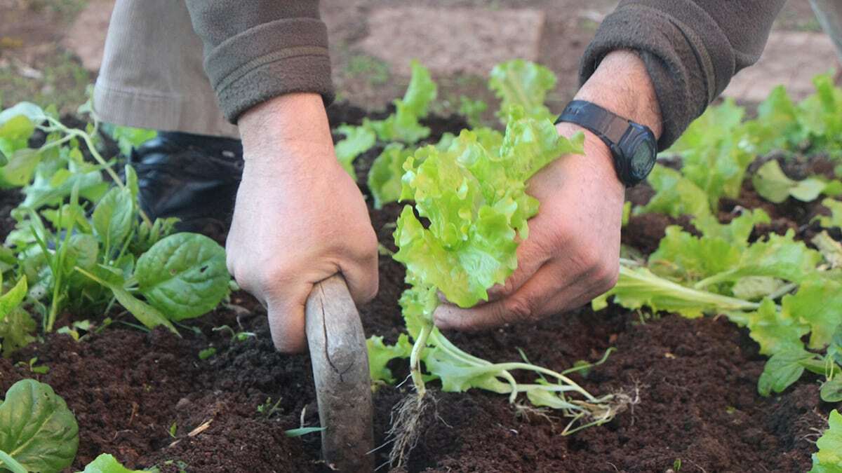 Samsun'da vatandaşlar pandemi stresini, evlerinin yakınlarında oluşturdukları hobi bahçelerinde toprakla uğraşıp, üretim yaparak atıyor. 