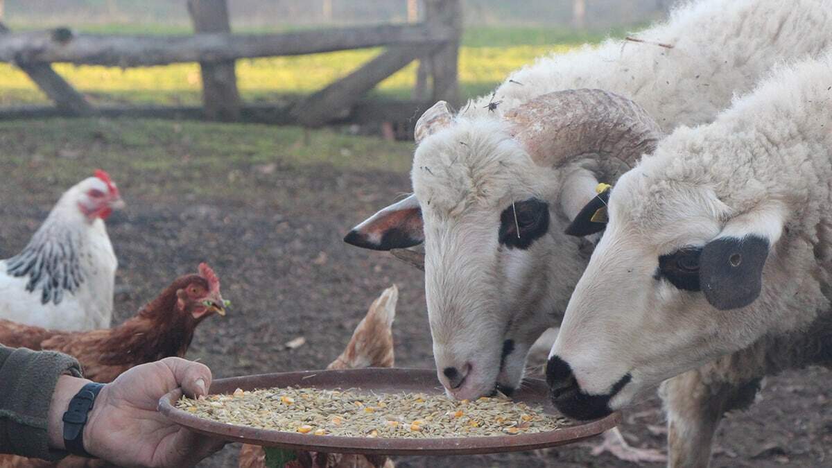 Pandemi stresini üretim yaparak atıyor