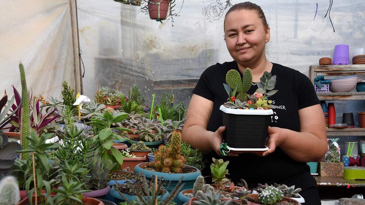 Pandemide kaktüs yetiştiriciliğini meslek edindi